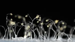 Die Amöbe Dictyostelium discoideum bildet einen «Slug» mit einem Fruchtkörper auf einem Stiel. Einige Zellen dieses Slugs zeigt eine Immunabwehr, wie sie zum Beispiel bei Menschen vorkommt. Der Mechanismus ist somit nicht auf höhere Organismen beschränkt.