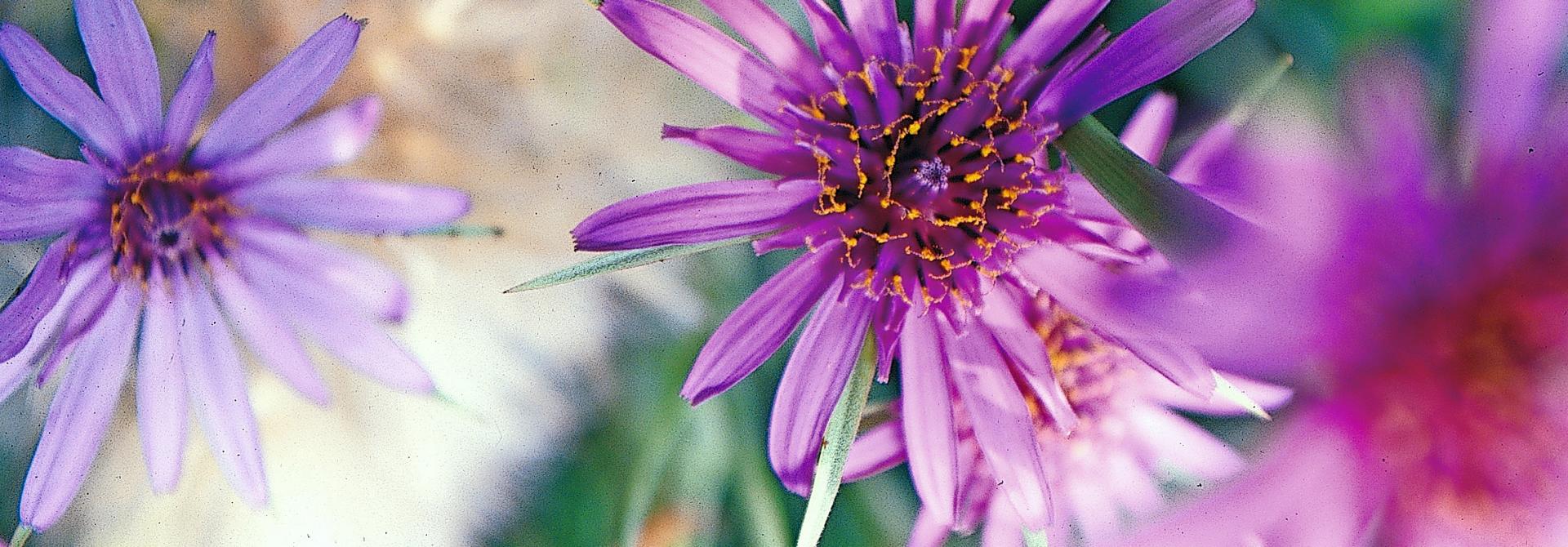 Blüte des Haferwurz