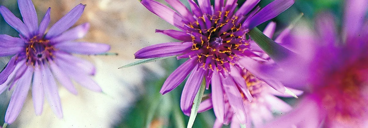 a2ce10634b901f01eb36962569d68e6f0533cbd1 Blüte des Haferwurz