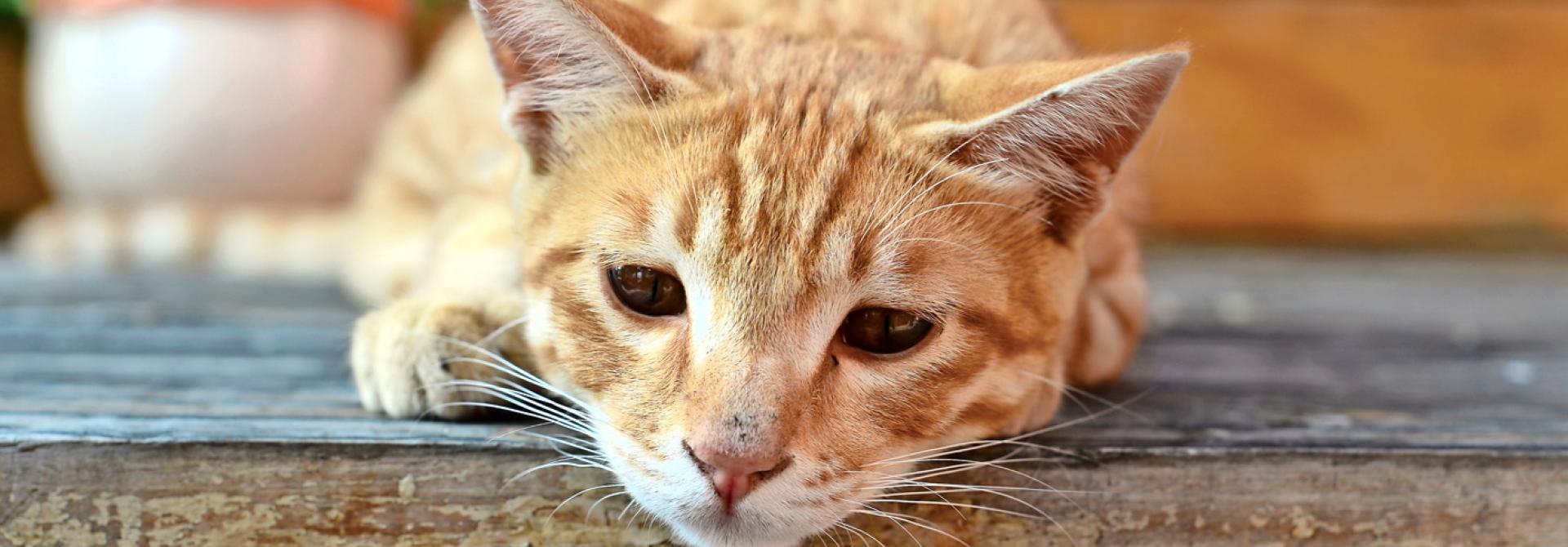 Trauernde Katze