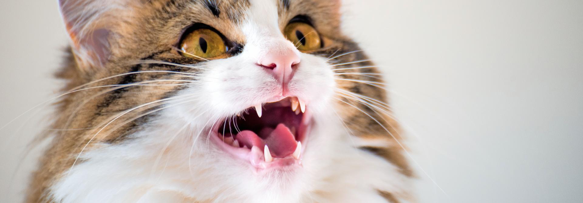 Katze miaut