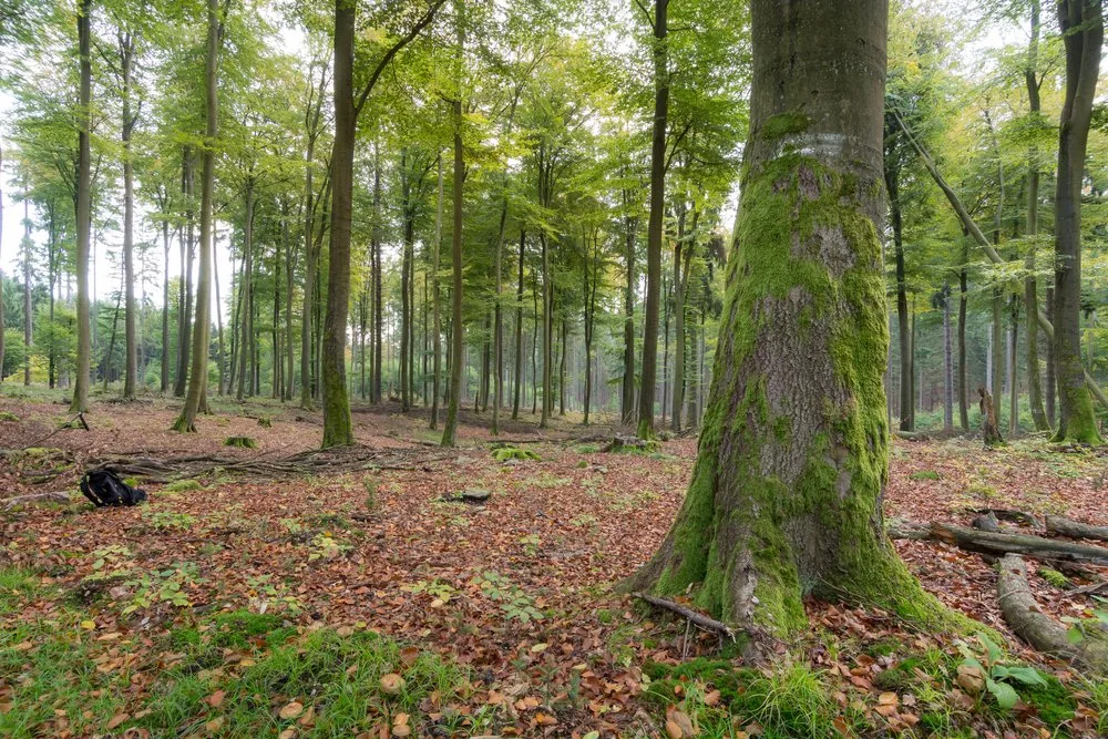 shutterstock_1948788655 Tag des Baumes: eine Hommage an die grünen Helden