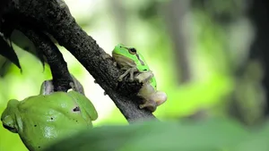 Für die Laubfrösche wird im Natur- und Tierpark Goldau ein neuer Lebensraum geschaffen.