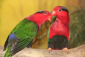 Ein Paar Stella-Papualoris an der Vogelausstellung des Sing- und Ziervogelvereins Sursee (LU).