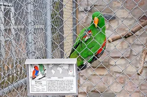 Der Neuguinea-Edelpapagei ist der Star im Plättlizoo in Frauenfeld.