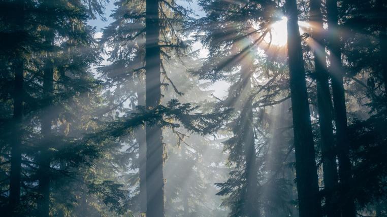 Wald im Sonnenlicht