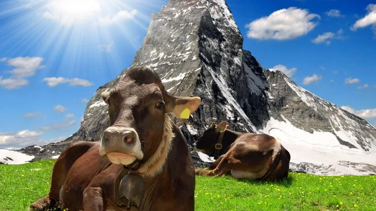 1be78a1aefc845ffc8f5d9d65d01b8e8ac1206ce Kuh vor Matterhorn