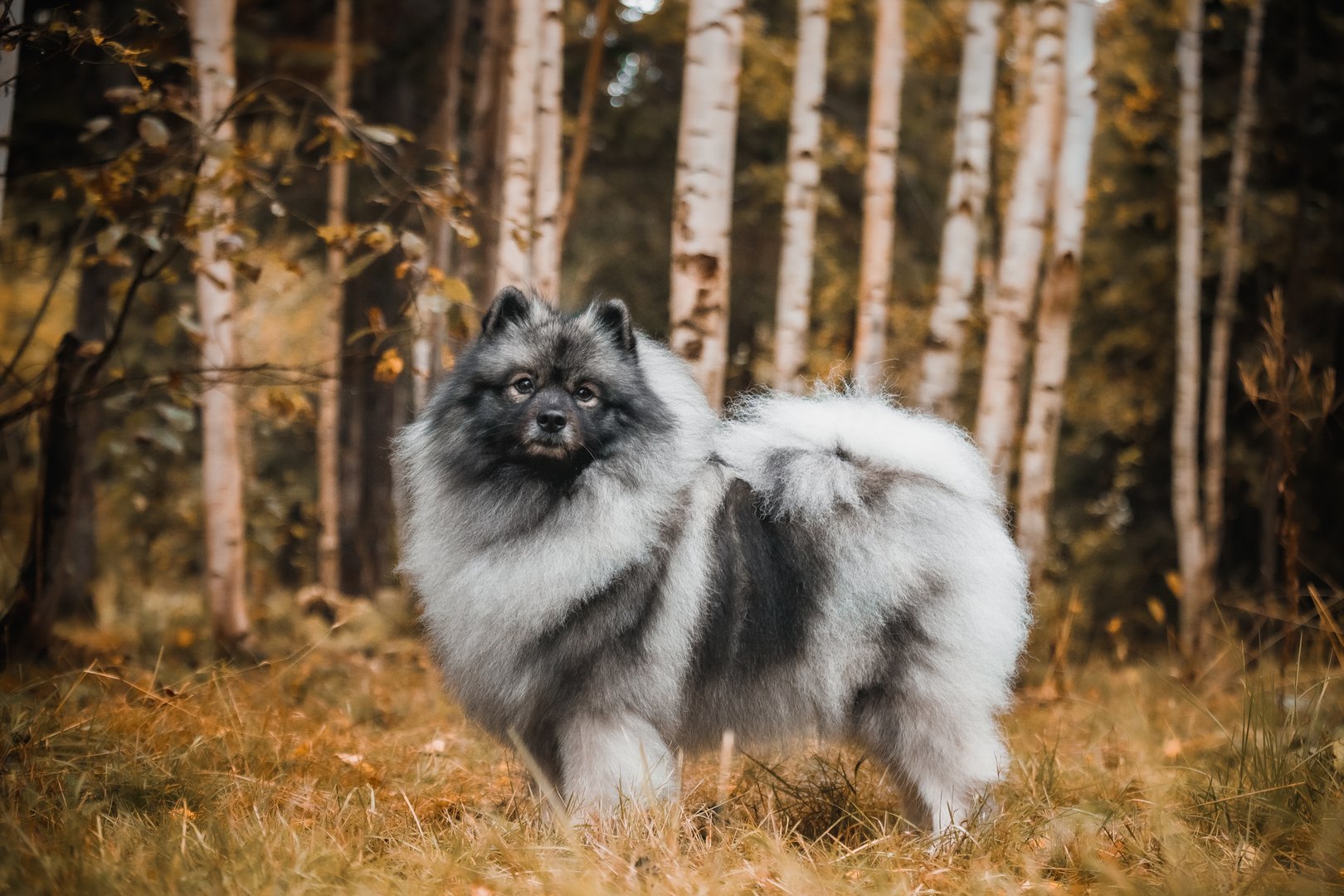 Wolfspitz: Der flauschige Wächter mit dem lächelnden Gesicht