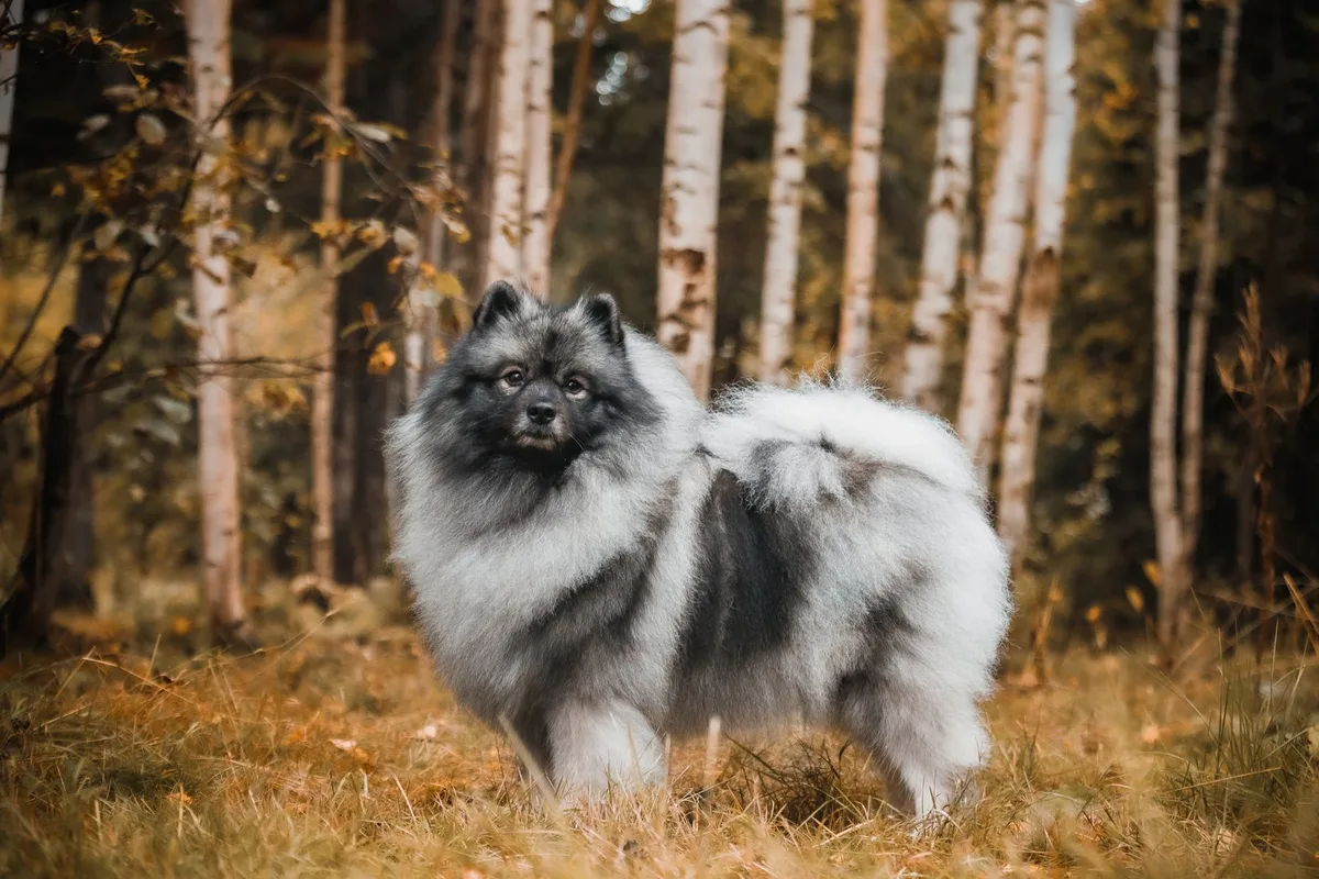 shutterstock_2684398751 Wolfspitz: Der flauschige Wächter mit dem lächelnden Gesicht