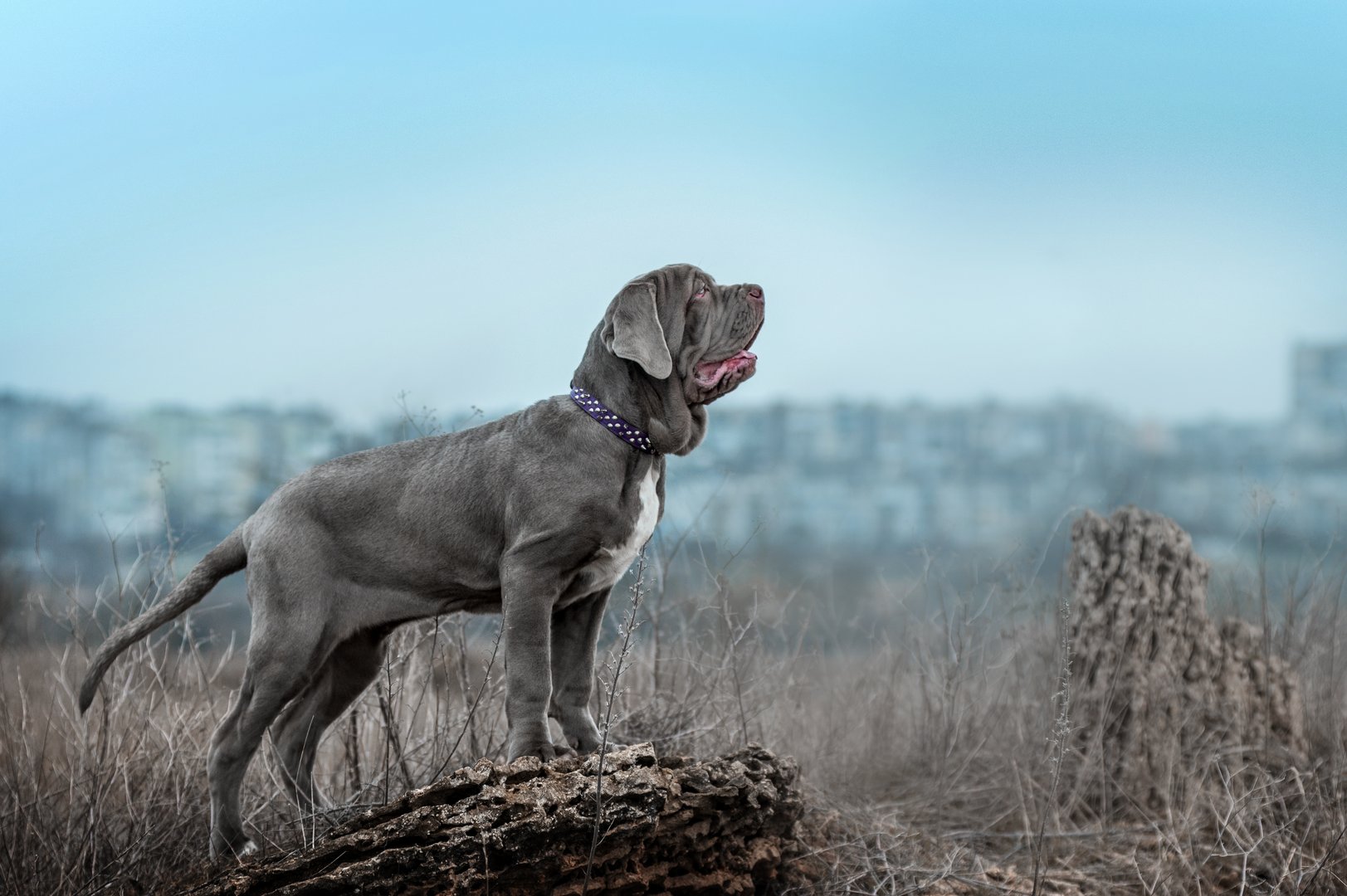 Mastino Napoletano: Der sanfte Koloss
