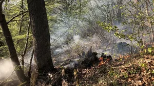 Brand in einem Waldstück bei Arlesheim BL.