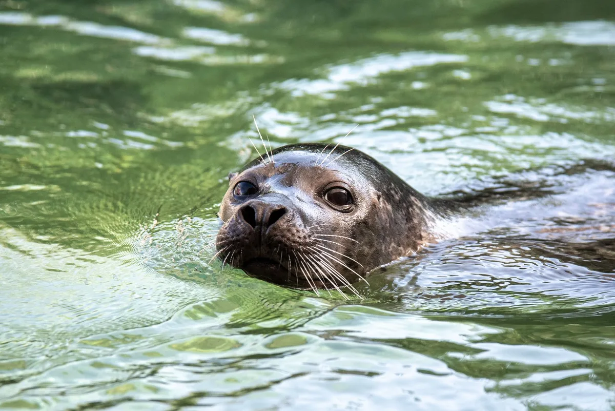 Saluk-April-2024_Foto-Slezak-6372-3-min Wegen Dichtungsteil im Magen: Seehund Saluk aus dem Tierpark Bern ist tot