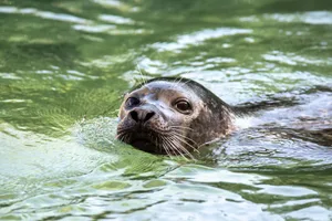 Seehund Saluk wurde 10 Jahre alt.