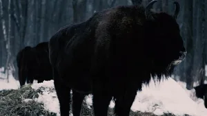 Tiere und Natur: Still aus «Invisible Paradise» der Filmer Neviadomi Ray und Daria Yurkevich,2020, Weissrussland.