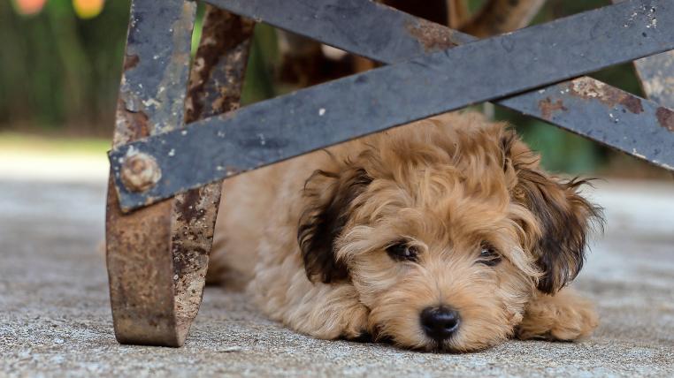 Hund versteckt sich unter Wagen