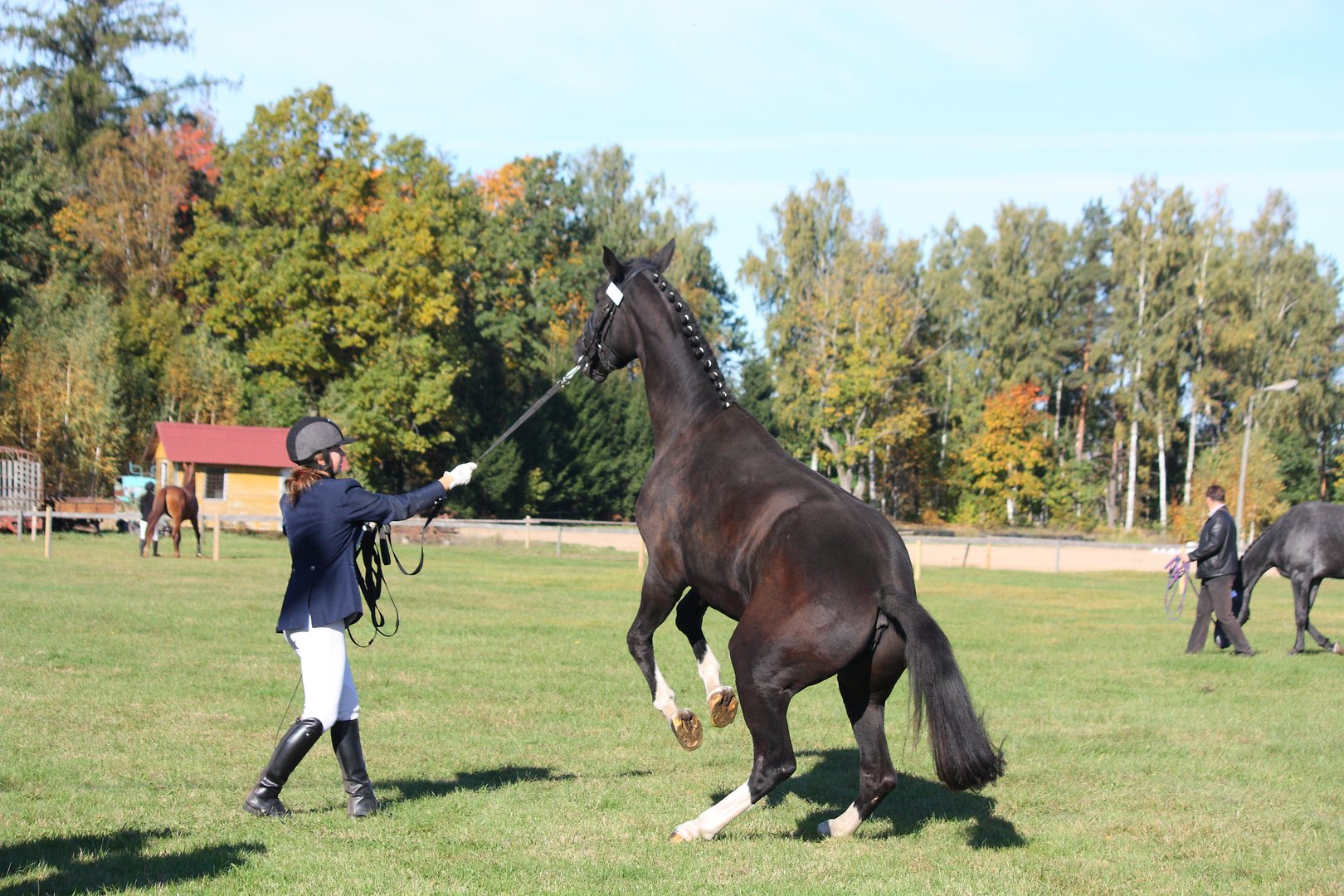 Kritik am Reitsport: Ist Pferdesport Tierquälerei?