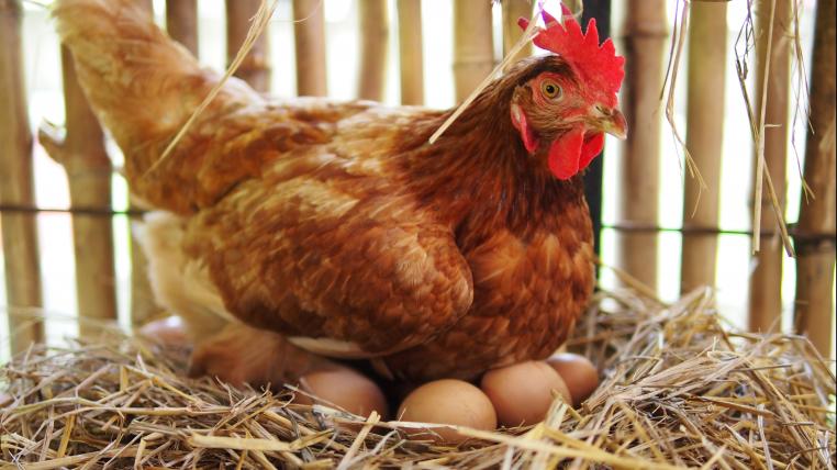 Huhn brütet Eier aus
