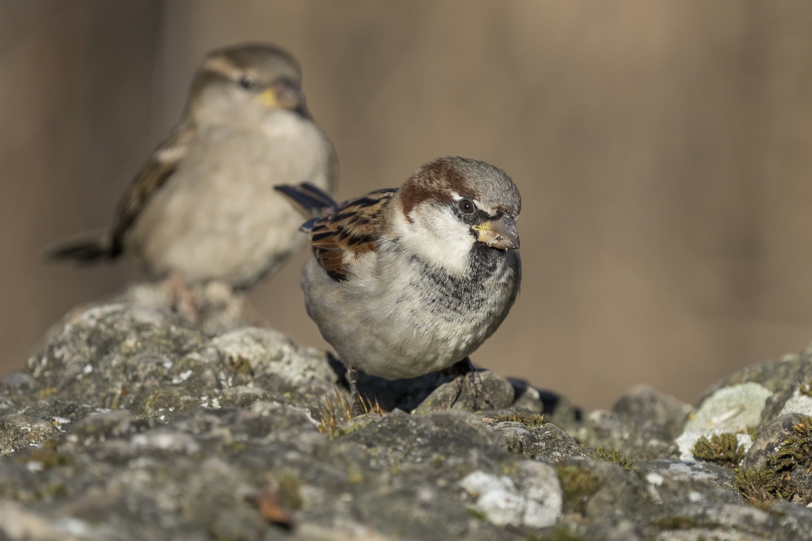 Sperlinge: Lebensräume und Bestände gehen zurück