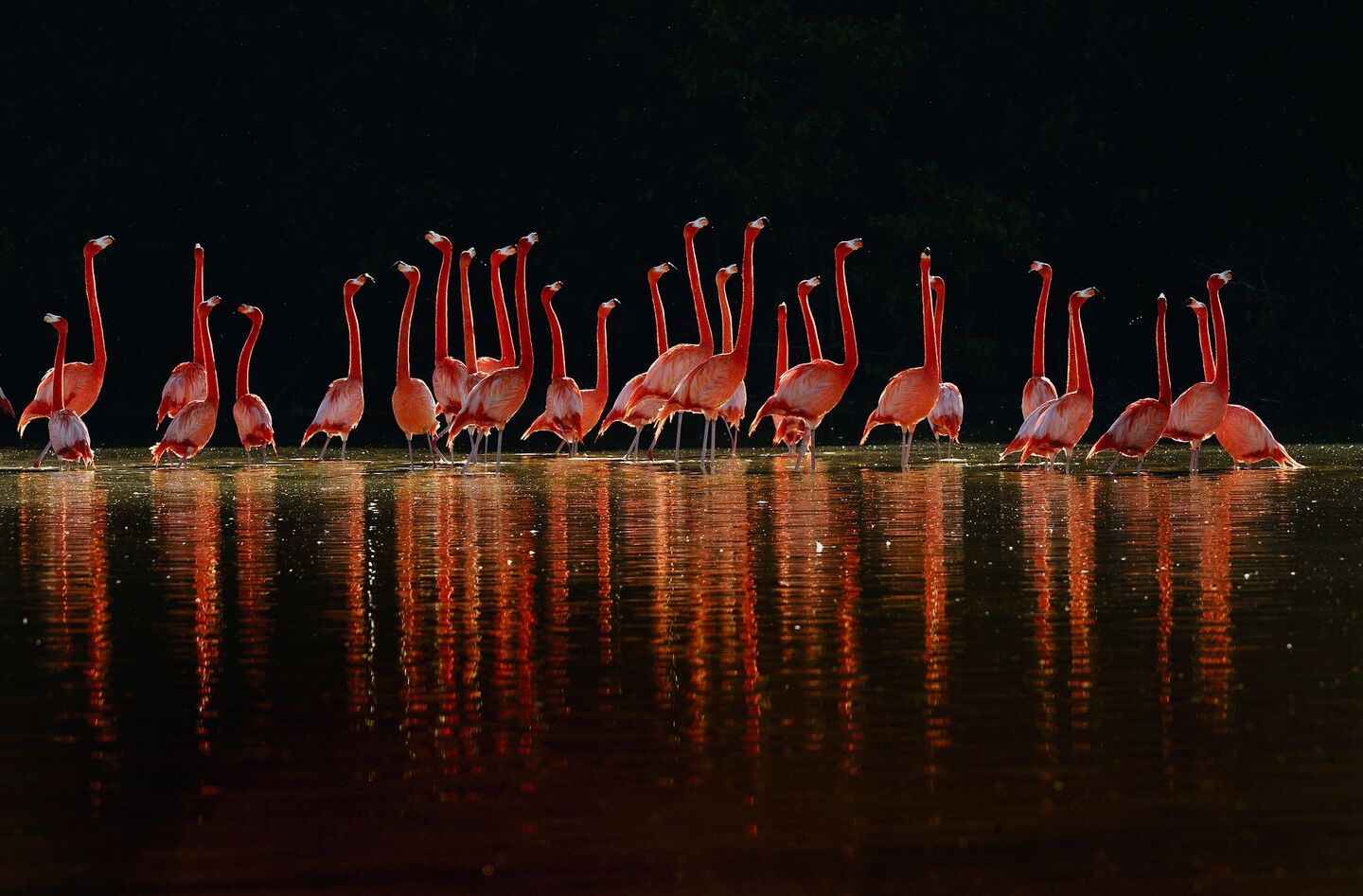 Fotograf Klaus Nigge bringt vergessene Tierarten wieder vor die Linse