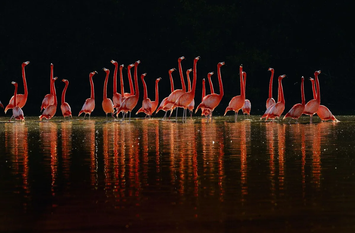 klaus_nigge_flamingos Fotograf Klaus Nigge bringt vergessene Tierarten wieder vor die Linse