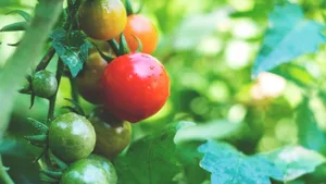 Bis die Tomaten und andere Gewächse im Nutzgarten reif sind, ist einiges an Wissen und Planung notwendig.