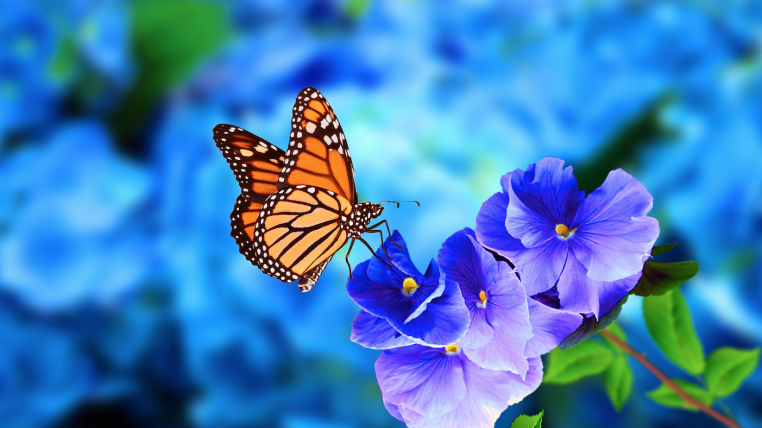Schmetterling auf Blüte