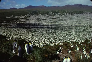 So sah die Königspinguin-Kolonie auf der Ile aux Cochons 1982 aus.