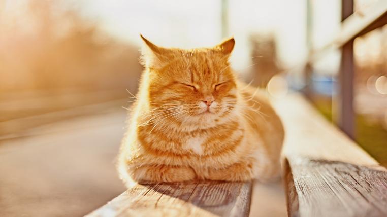 Katze hat heiss