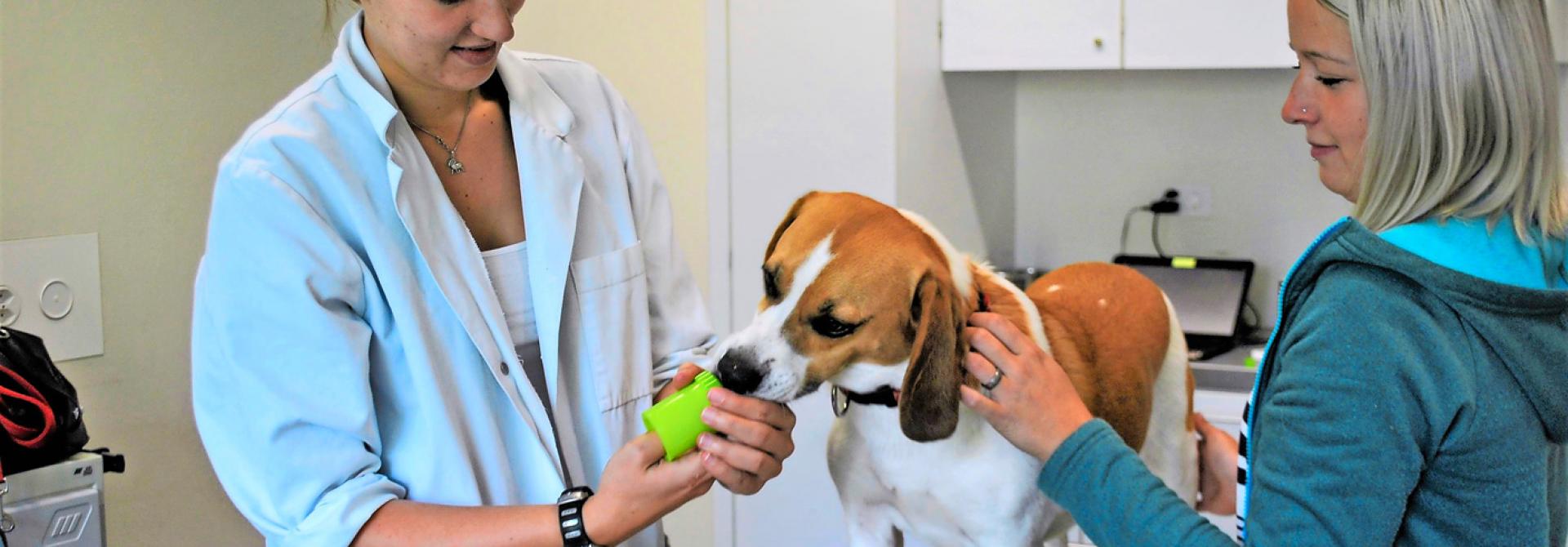 Hund hat Angst beim Tierarzt