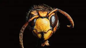 Weil sie für ihre Brut Insekten erbeuten, sind Hornissen Nützlinge im Garten.