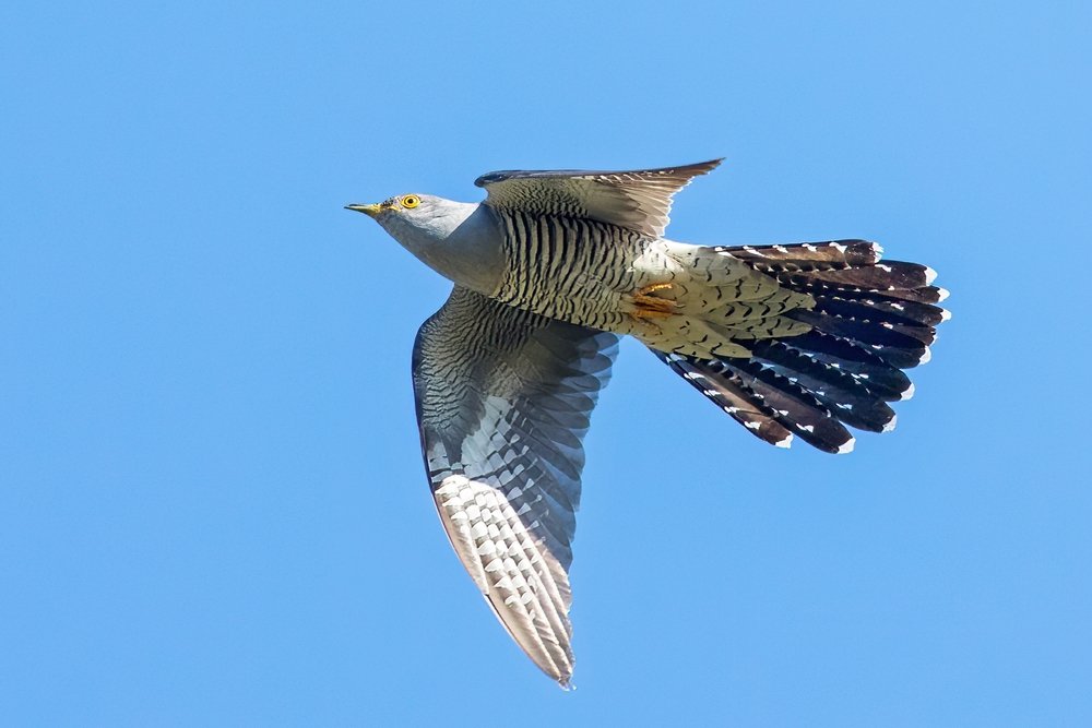 Wo sind die Vögel jetzt?