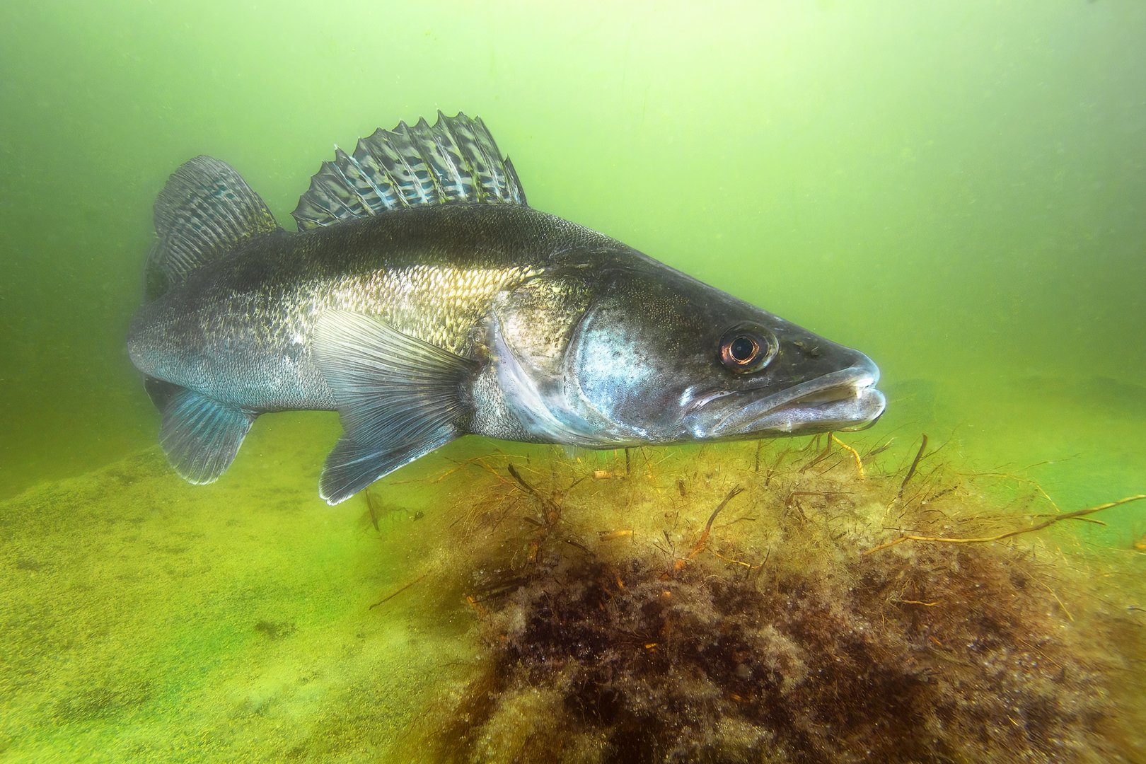 Fünf einheimische Fische, die Sie kennen sollten