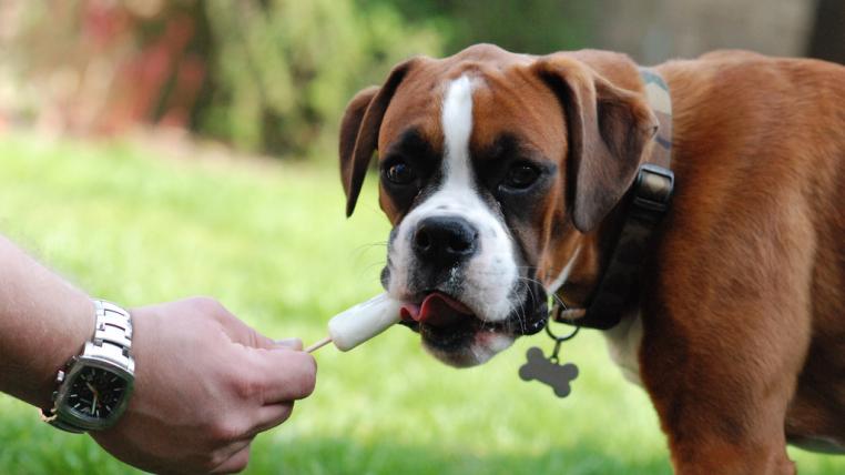hotdog.jpg