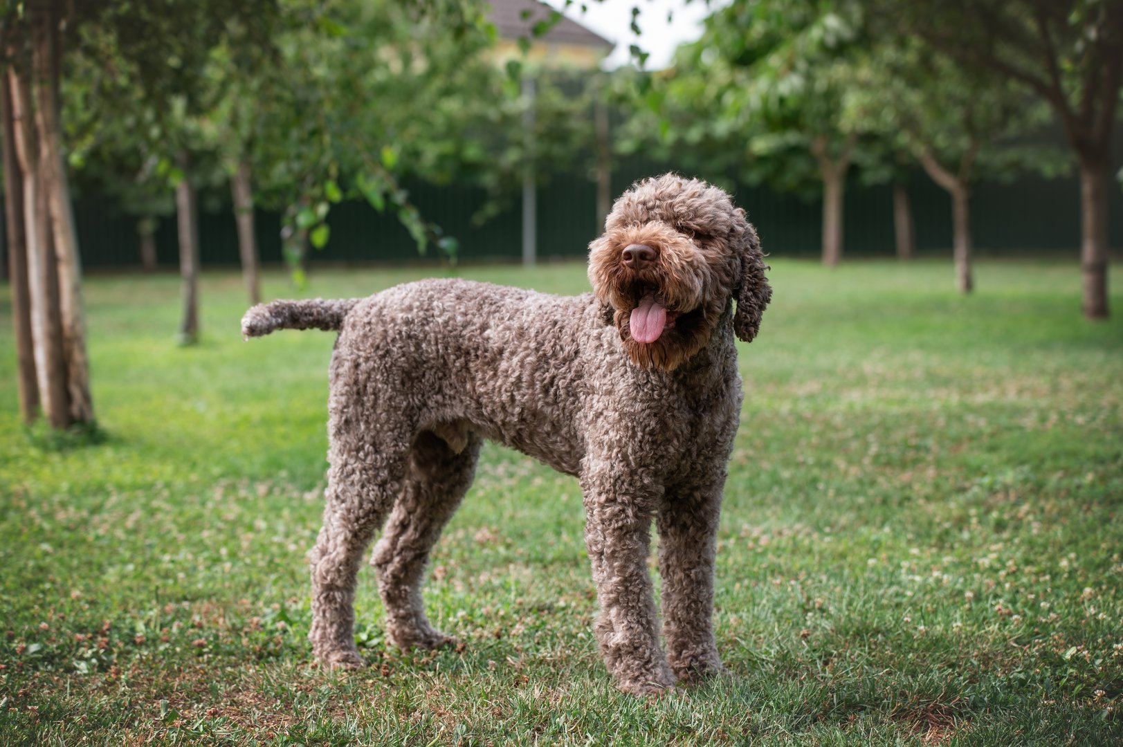 Lagotto Romagnolo: Der auf Trüffel spezialisierte Wasserhund