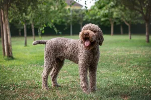 Das dichte, lockige Fell ist wasserabweisend und schützt so den Lagotto Romagnolo im Wasser. Doch statt wie früher im Wasser nach Enten zu schwimmen, nutzt er heute seine feine Nase, um Trüffel aufzuspüren.