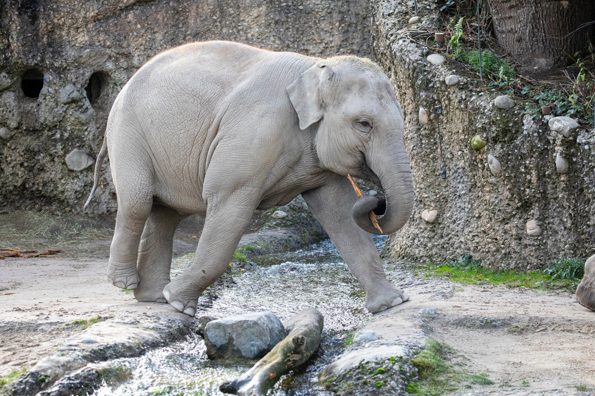 Elefant