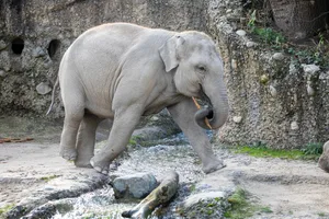 Omysha im Elefantenpark des Zoo Zürich 2021.