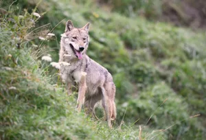 Laut der Stiftung KORA streifen derzeit 35 Wolfsrudel durch die Schweiz – rund 300 Tiere, was manchen zu viel ist.