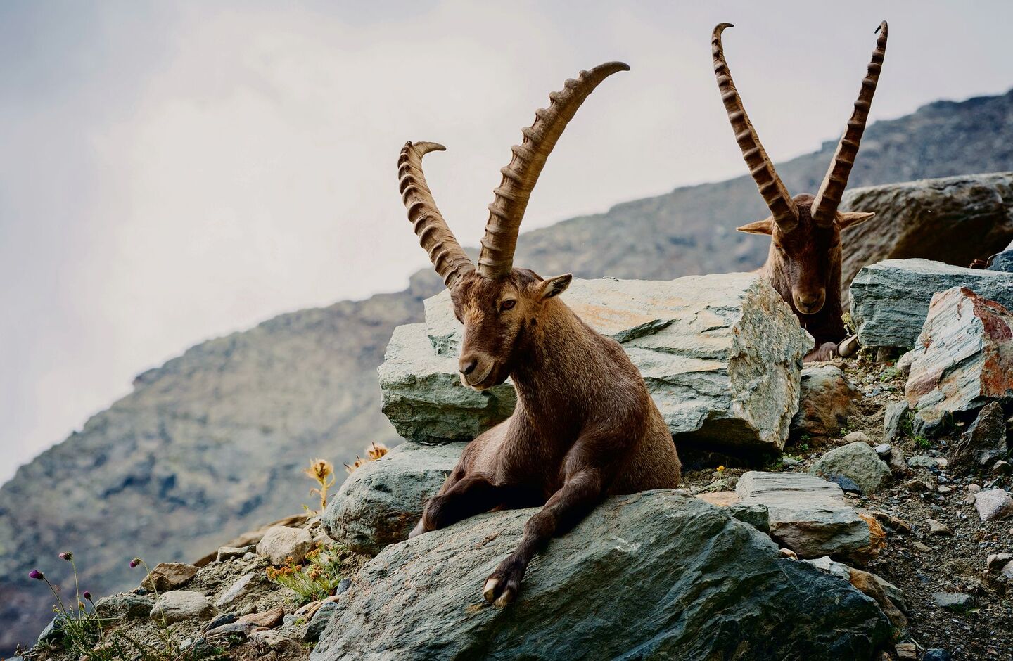 Im Jagdrevier von Gran Paradiso im Aostatal wurden «reinblütige» Steinböcke wie Augäpfel gehütet, um dem italienischen König sein ganz exklusives Jagdvergnügen zu ermöglichen.