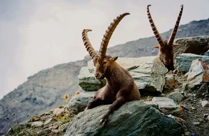 Im Jagdrevier von Gran Paradiso im Aostatal wurden «reinblütige» Steinböcke wie Augäpfel gehütet.