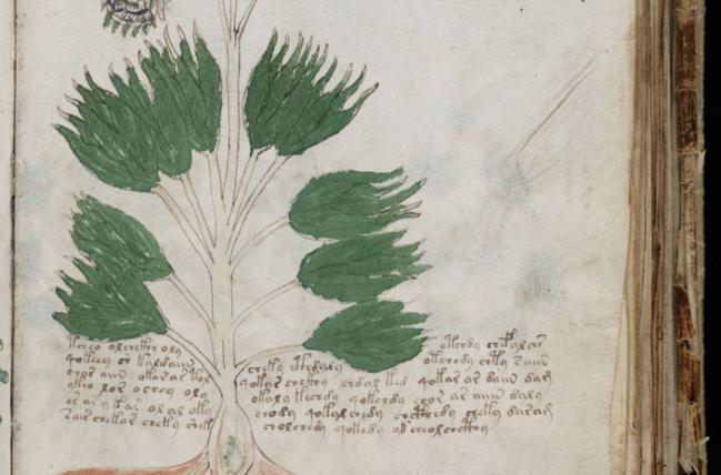 1_voynich.jpg