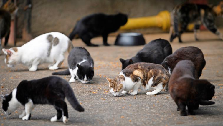 Hauskatzen kastrieren