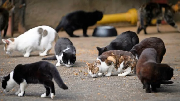 547f118402ccd6939a5d93888598966c8e103719 Hauskatzen kastrieren