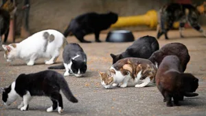 Zufriedenes Knuspern: Die Katzen werden mit Trockenfutter in die Nähe der Fallen gelockt.