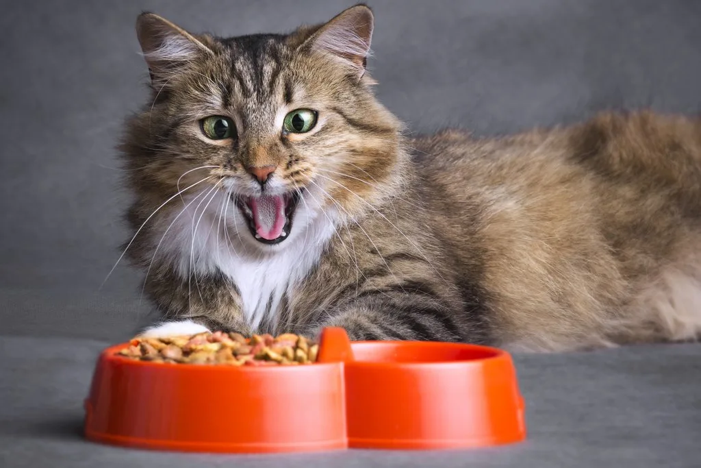 shutterstock_659905855 Für Menschen hui, für Katzen pfui