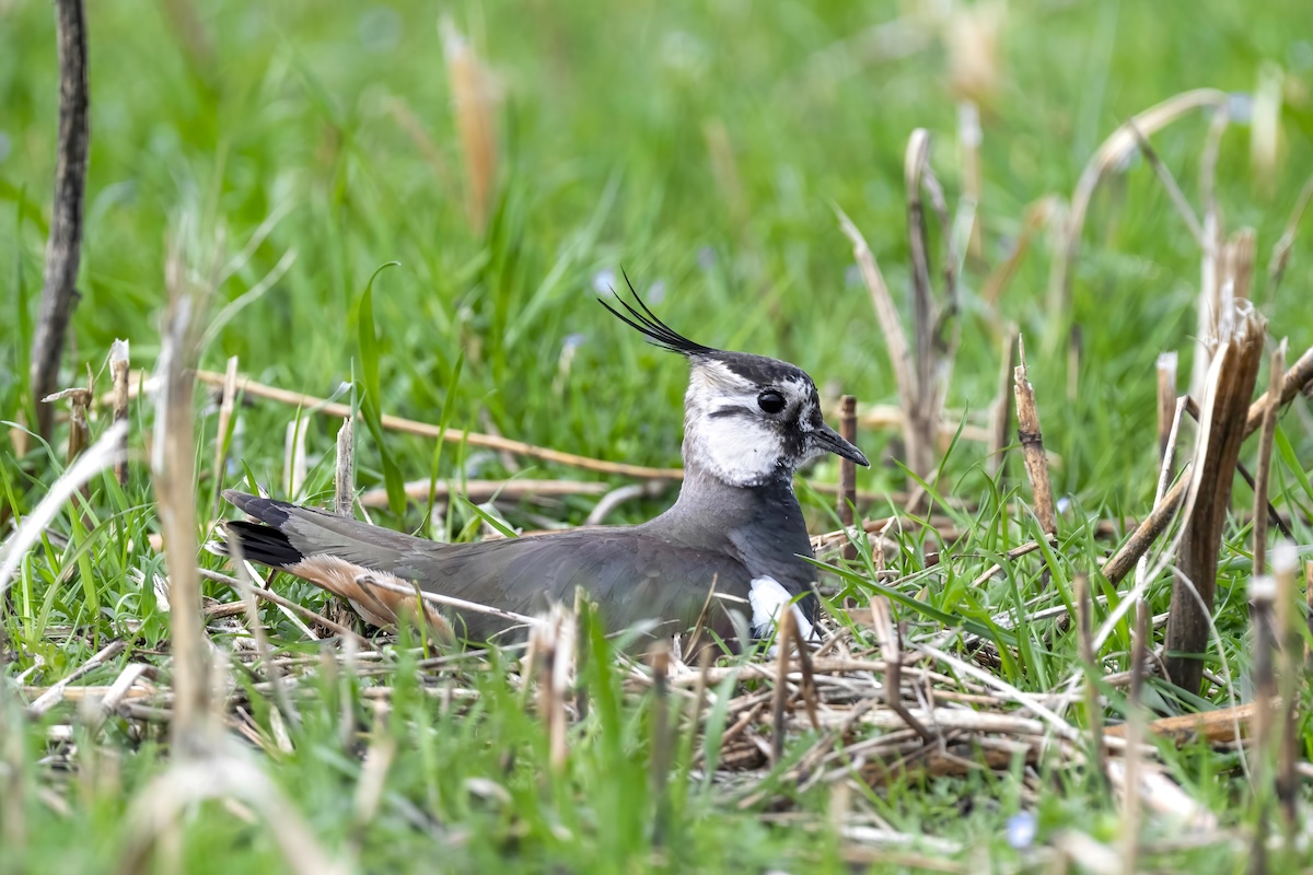 Kiebitze brüten wieder im Grossen Moos