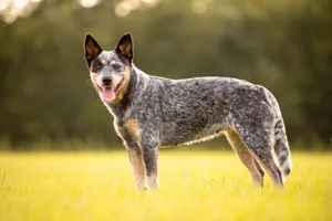 Das blau- oder rot gesprenkelte Fell, das erst nach dem Welpenalter richtig sichtbar wird, ist das markanteste Merkmal des Australian Cattle Dogs.