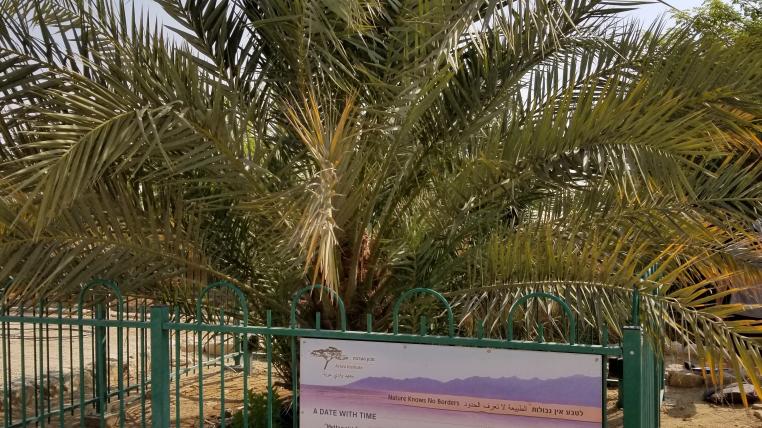 Judäische Dattelpalme «Metusaleah» in Israel