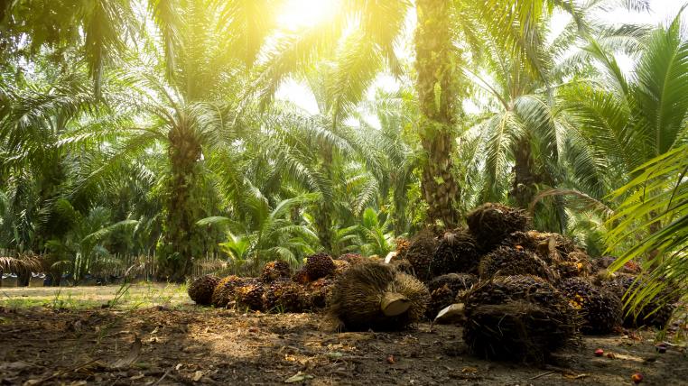 Palmoelplantage