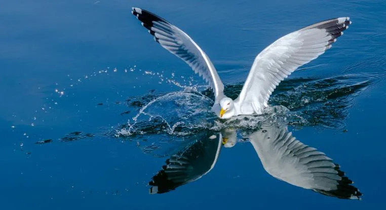 094da3ffc5efc4b53c8d98e8178b8d352d477f7c Platz1_Möve_gross.jpg